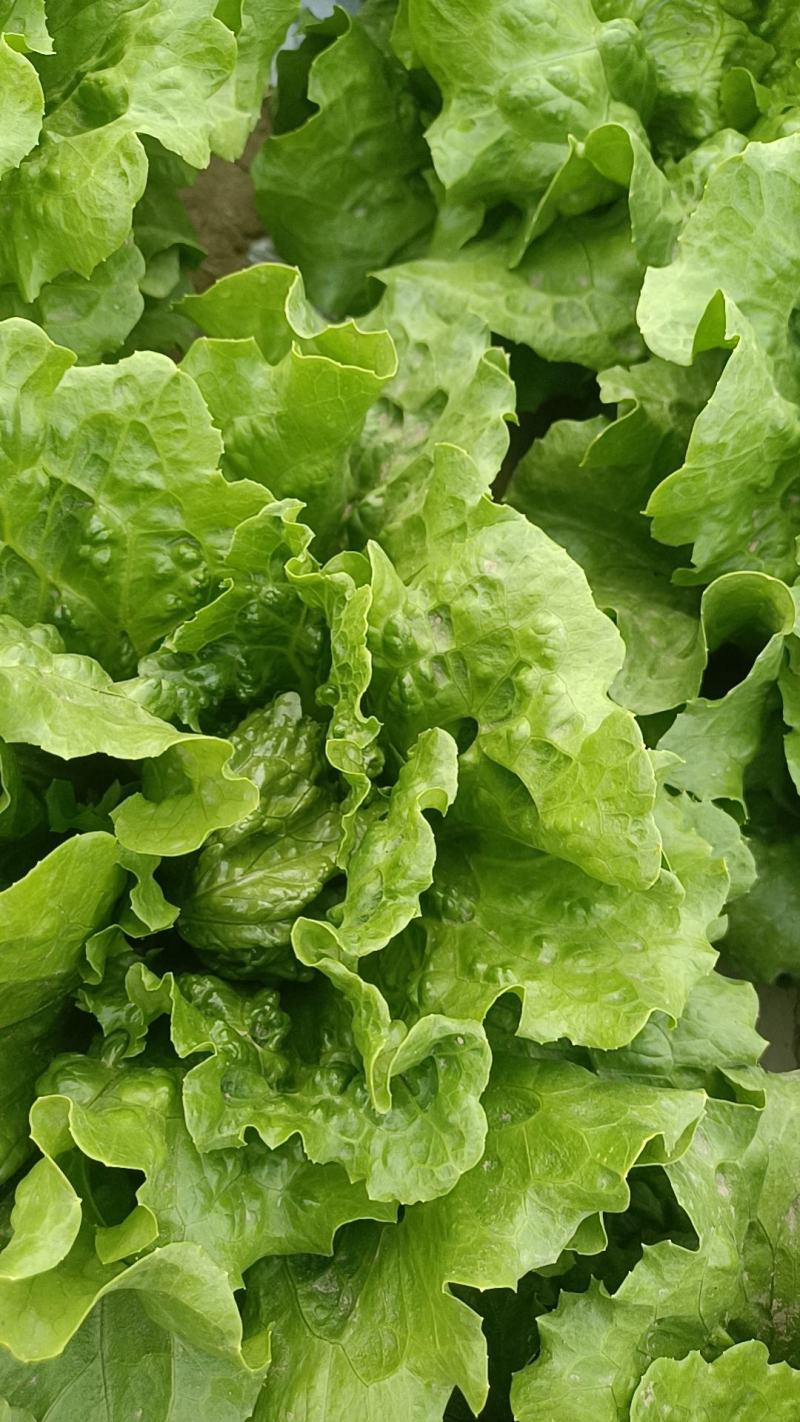 意大利生菜