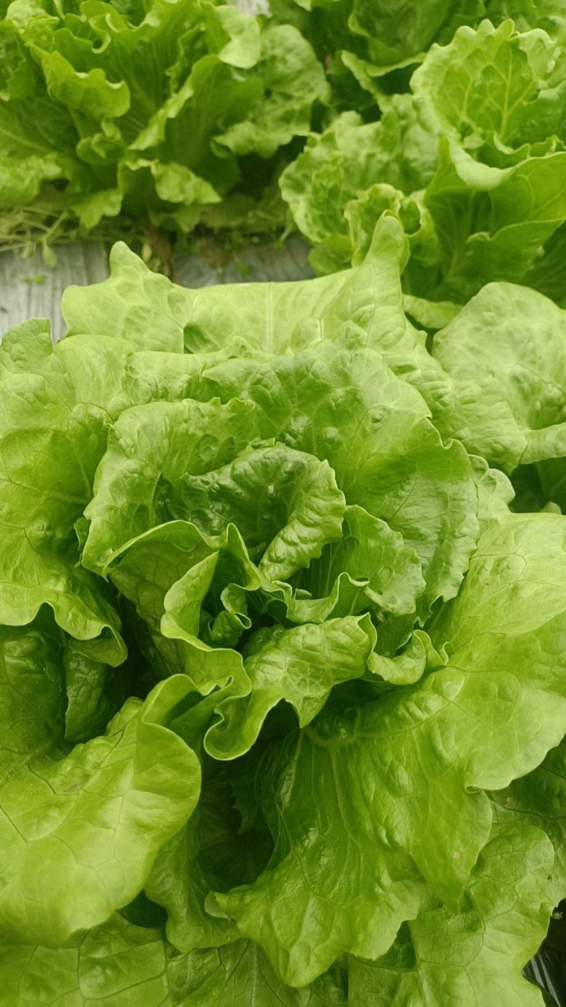 意大利生菜
