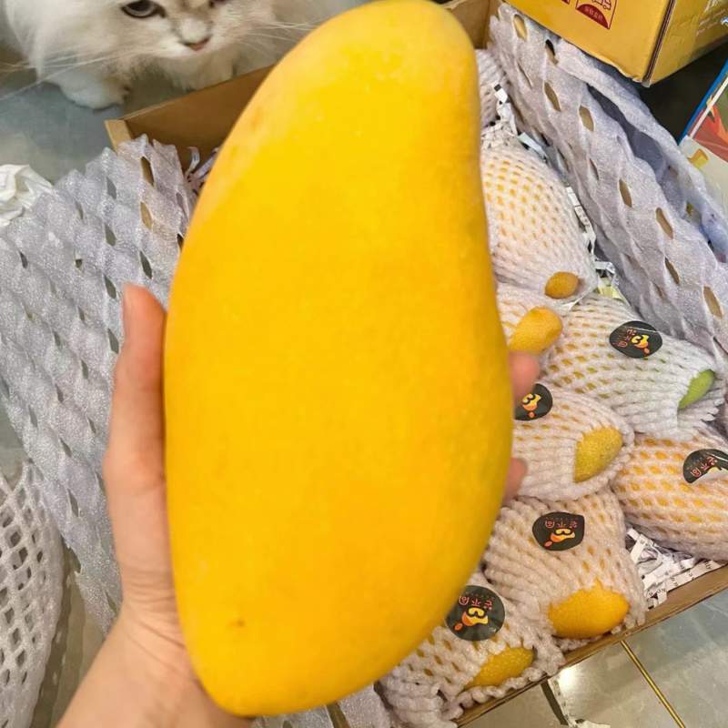 三亚金煌芒果