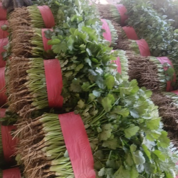 香菜，大量有货