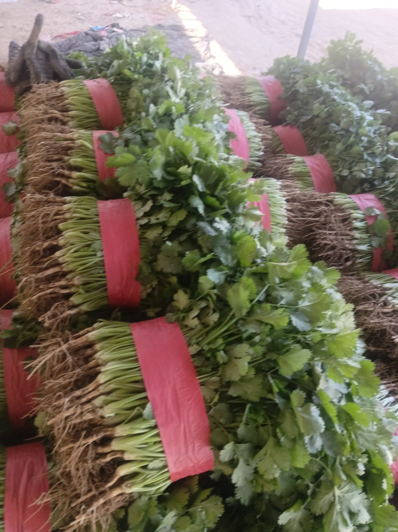 香菜，大量有货