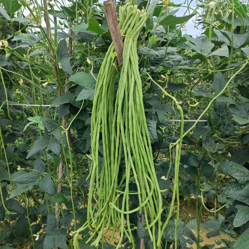 压塌架翠丰长豇豆种子早中熟荚形顺直厚肉耐老化长豆角种籽春