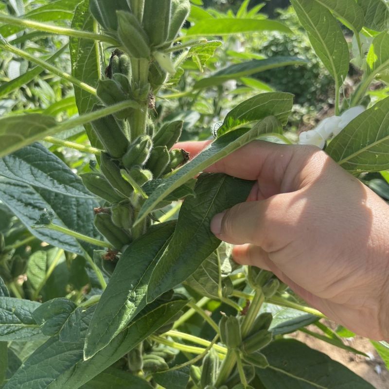 黄金一条鞭黄杆黄朔中早熟杂交白芝麻种子朔果中大出油率高