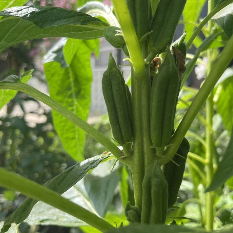 黄金一条鞭黄杆黄朔中早熟杂交白芝麻种子朔果中大出油率高