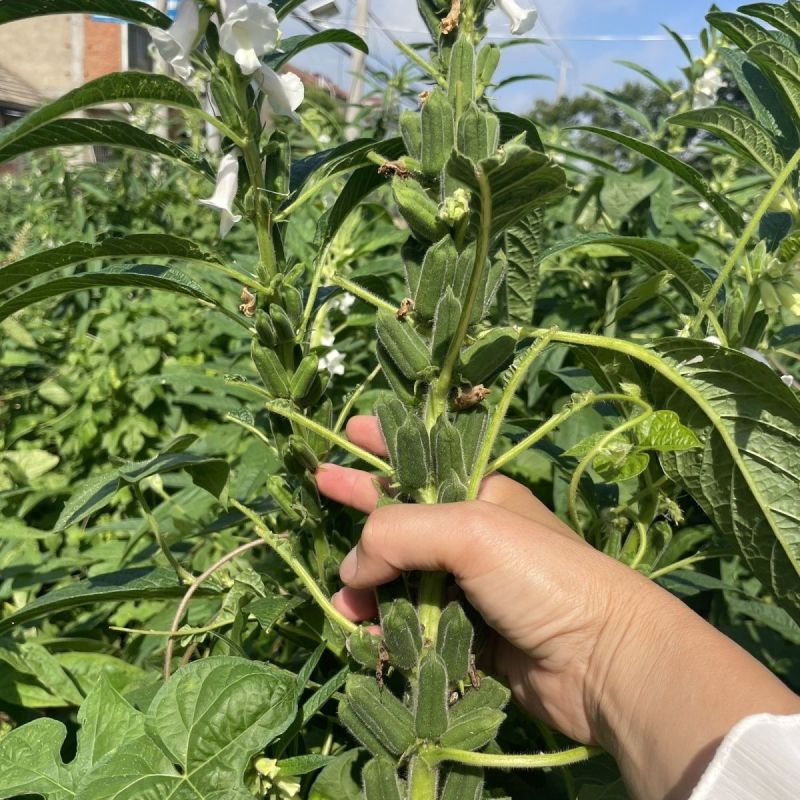 黄金一条鞭黄杆黄朔中早熟杂交白芝麻种子朔果中大出油率高