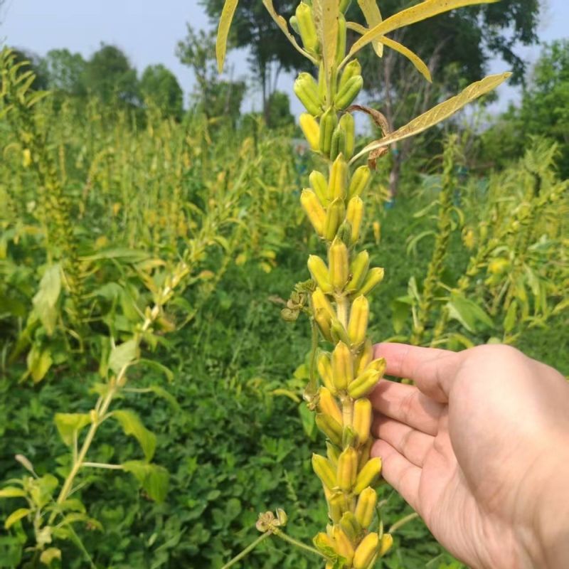 黄金一条鞭黄杆黄朔中早熟杂交白芝麻种子朔果中大出油率高