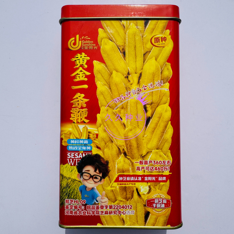 黄金一条鞭黄杆黄朔中早熟杂交白芝麻种子朔果中大出油率高