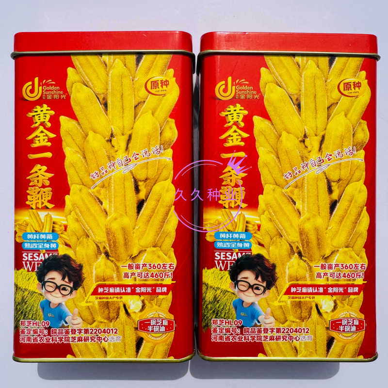 黄金一条鞭黄杆黄朔中早熟杂交白芝麻种子朔果中大出油率高