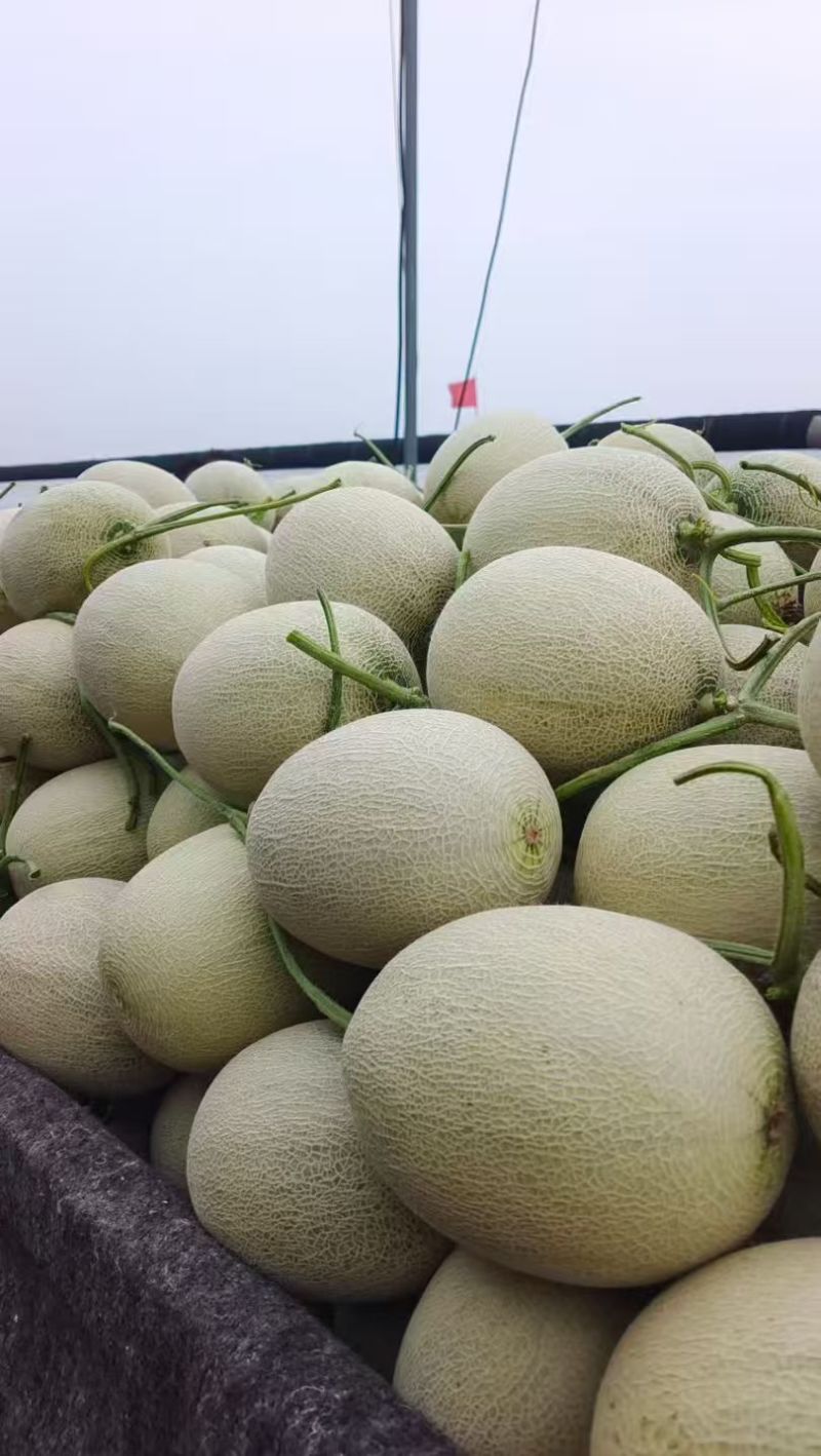 莘县网纹牛三鲁厚甜糖度高，品质保证，大量供应