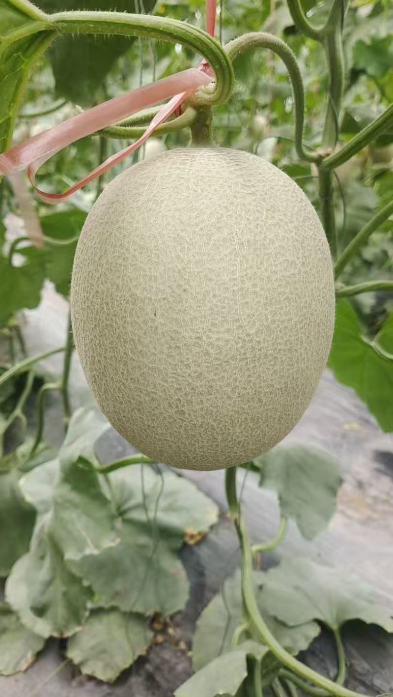 莘县网纹牛三鲁厚甜糖度高，品质保证，大量供应