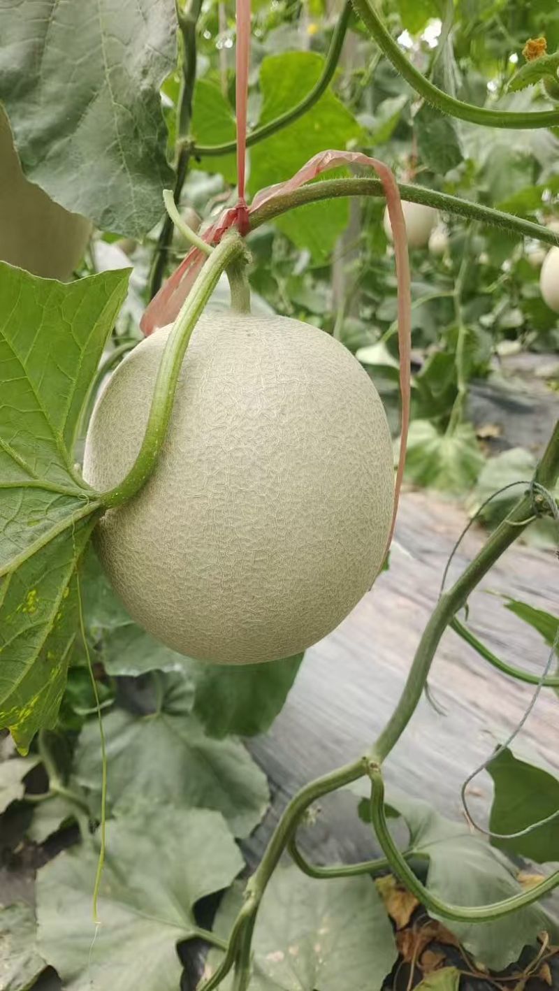 莘县网纹牛三鲁厚甜糖度高，品质保证，大量供应