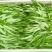 大棚空心菜头，15到20长，空心菜头，有需要可以联系我