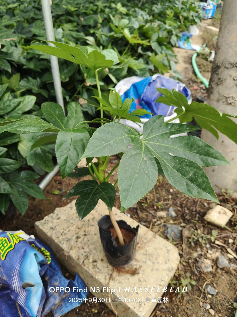 八角金盘大杯苗地苗基地批发