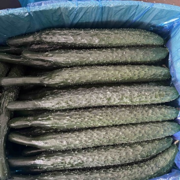 河南夏邑车站镇密刺黑油青瓤