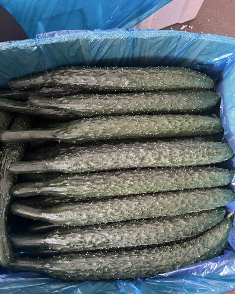 河南夏邑车站镇密刺黑油青瓤