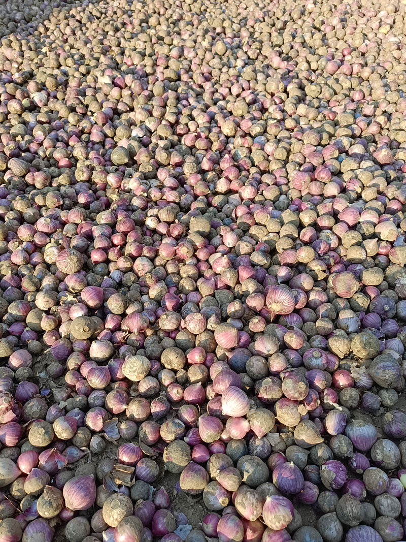 云南紫皮独蒜批发可一件代发大理产地直发