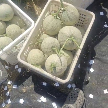 网纹瓜