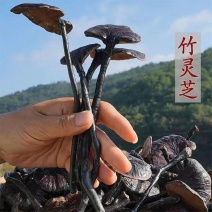 野生竹灵芝云南正品竹灵芝一等品秋冬进补干货***