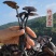 野生竹灵芝云南正品竹灵芝一等品秋冬进补干货***