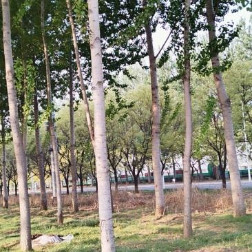 杨树
