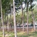 杨树