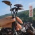 野生竹灵芝云南正品竹灵芝一等品秋冬进补干货***
