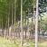 杨树