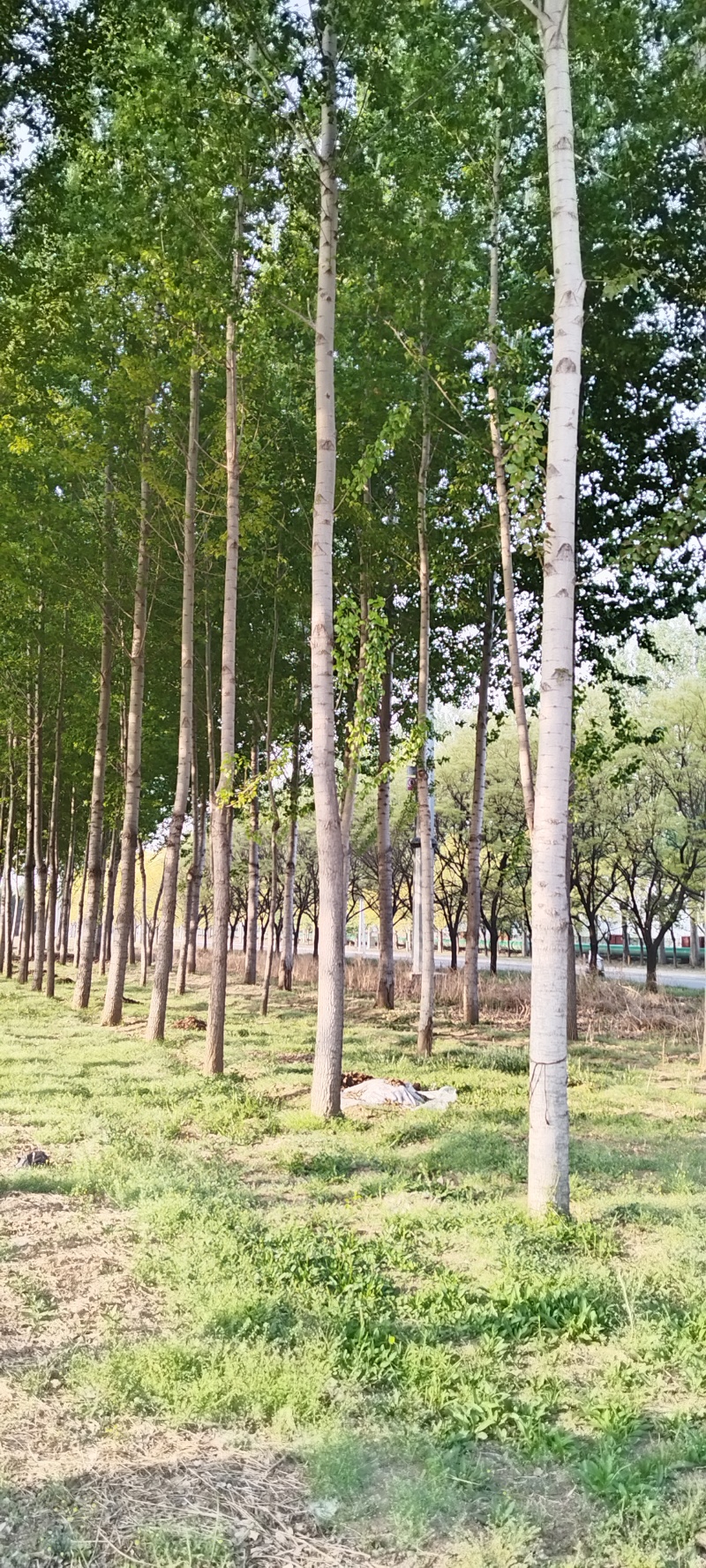 杨树