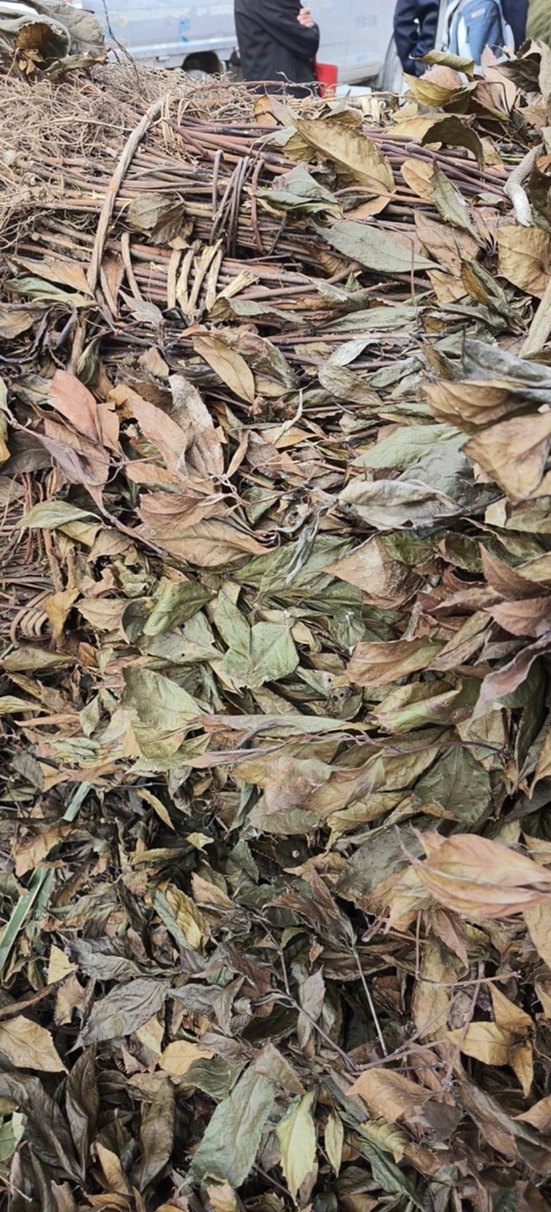 湖北省恩施咸丰县农产品草珊瑚，大量有货，需要的老板联系
