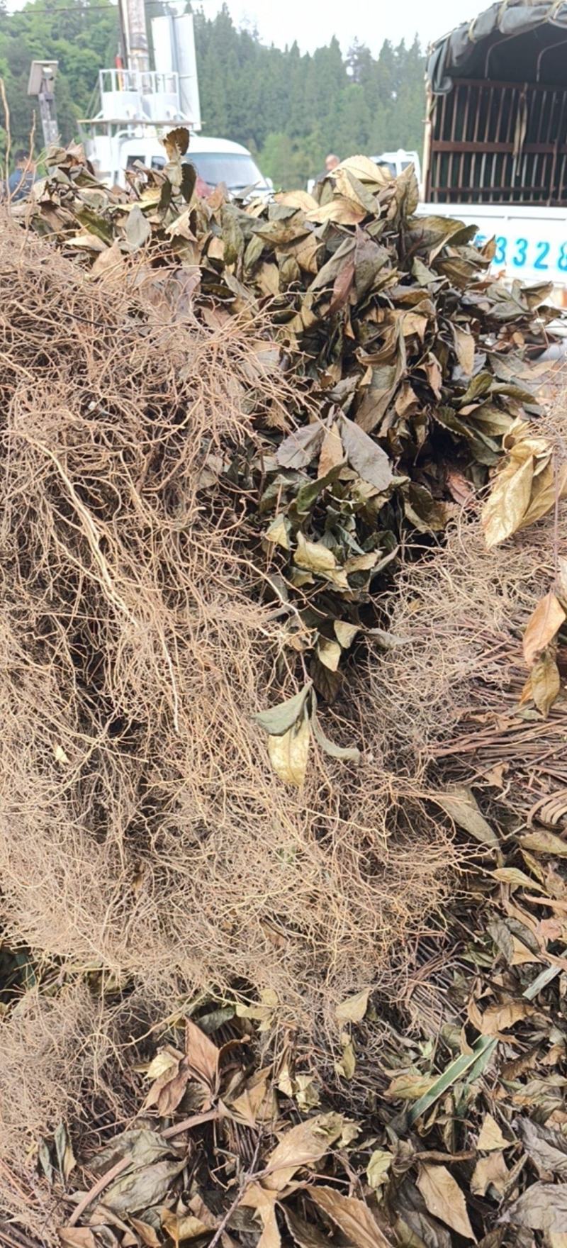 湖北省恩施咸丰县农产品草珊瑚，大量有货，需要的老板联系