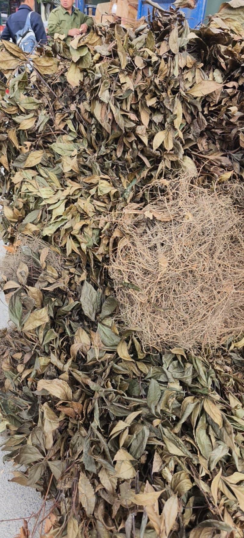 湖北省恩施咸丰县农产品草珊瑚，大量有货，需要的老板联系
