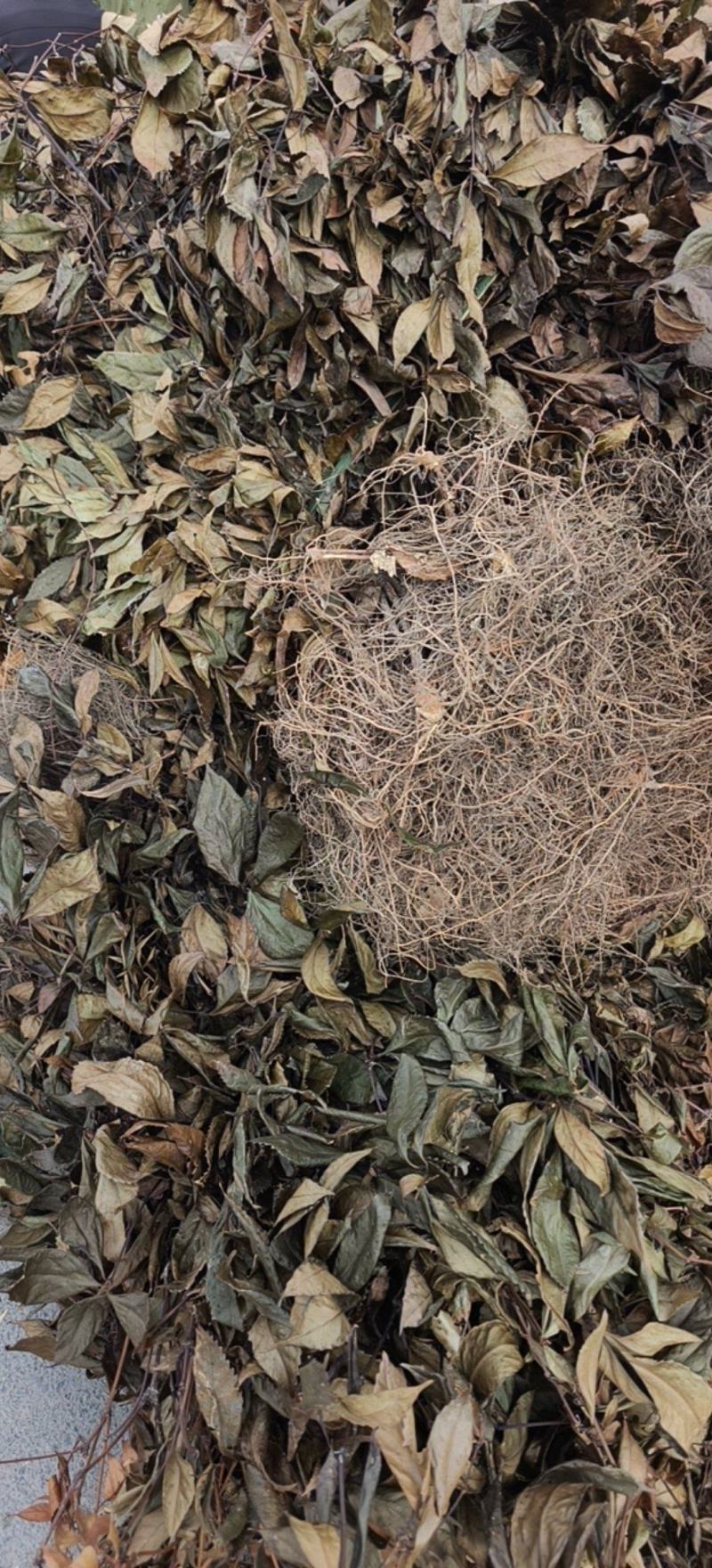 湖北省恩施咸丰县农产品草珊瑚，大量有货，需要的老板联系