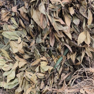 湖北省恩施咸丰县农产品草珊瑚，大量有货，需要的老板联系