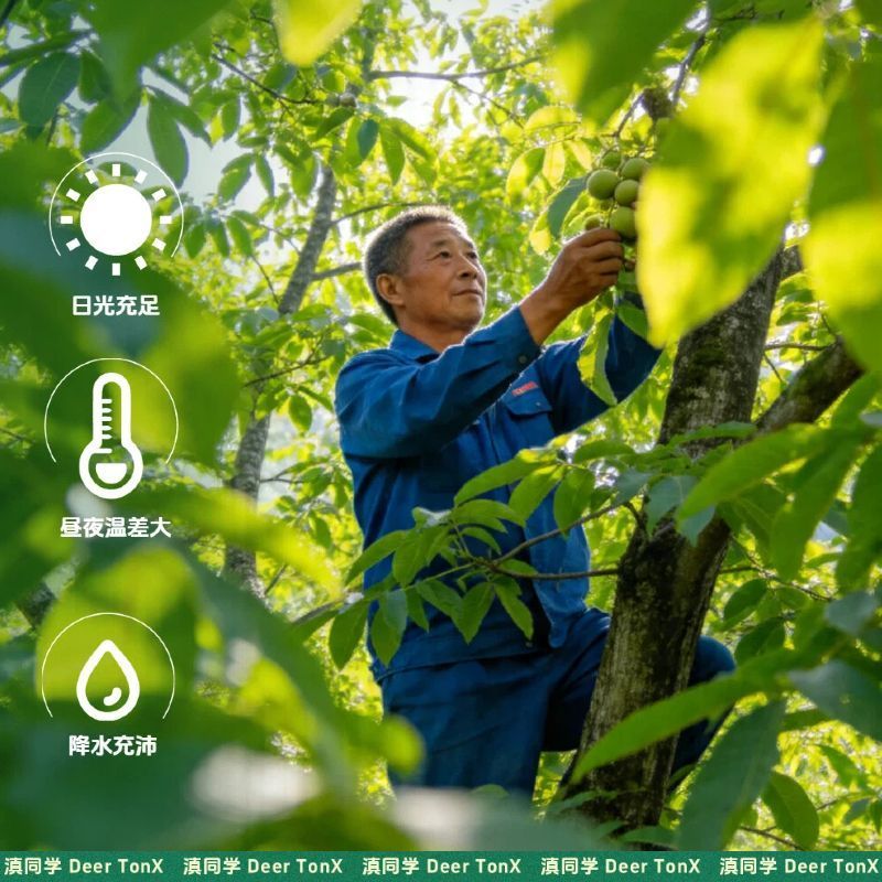 云南有机核桃仁原味新货坚果薄皮核桃休闲零食小吃原