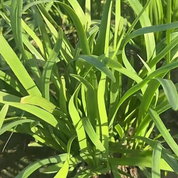 上海头刀大叶韭菜