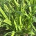 上海头刀大叶韭菜