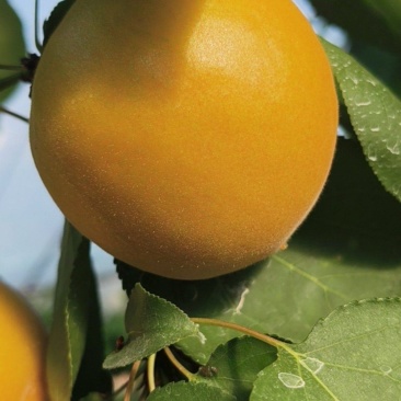 大棚金太阳