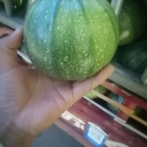 小南瓜，大小均匀，口感好，新品种