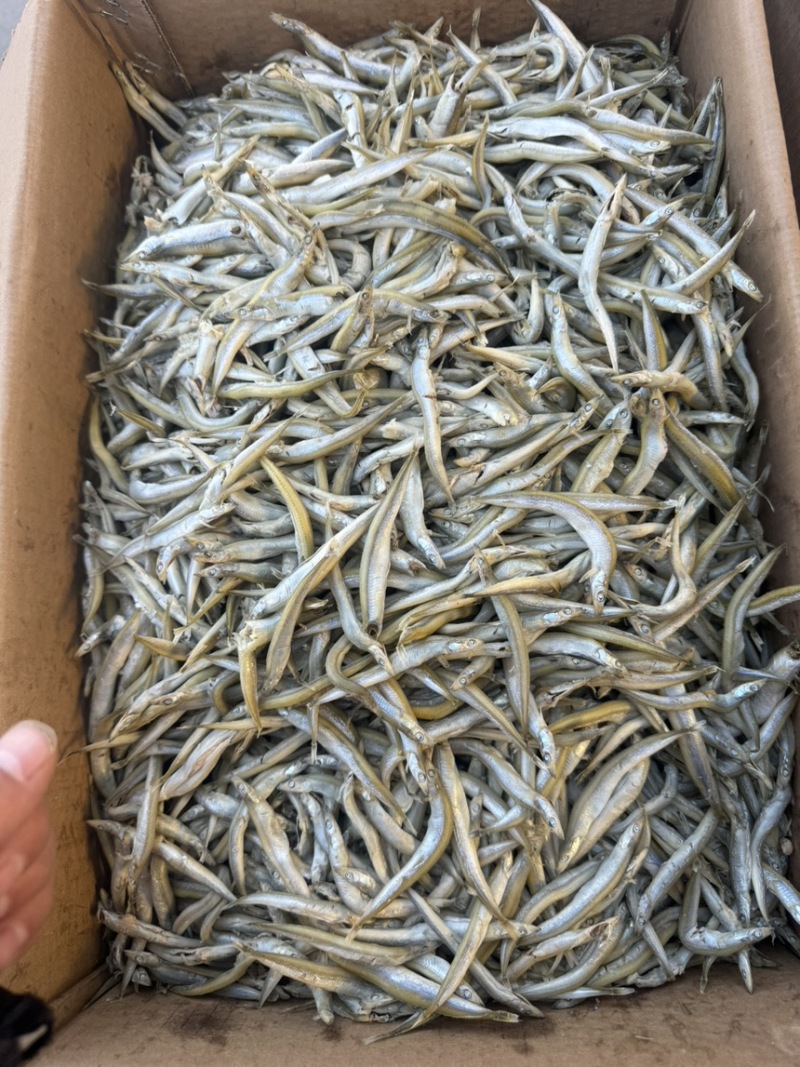 银针鱼，中条银针鱼，鱼条完整，微咸