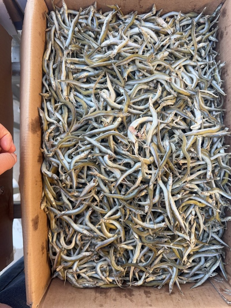 银针鱼，小条银针鱼