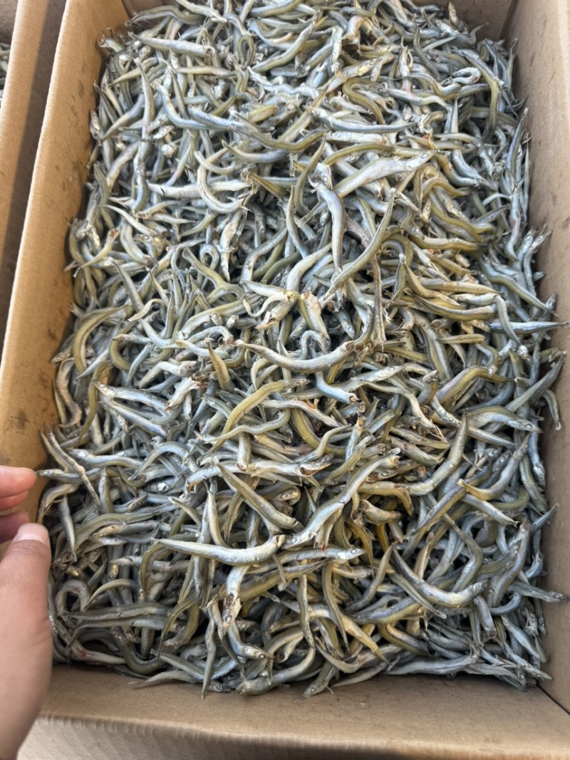 银针鱼，小条银针鱼