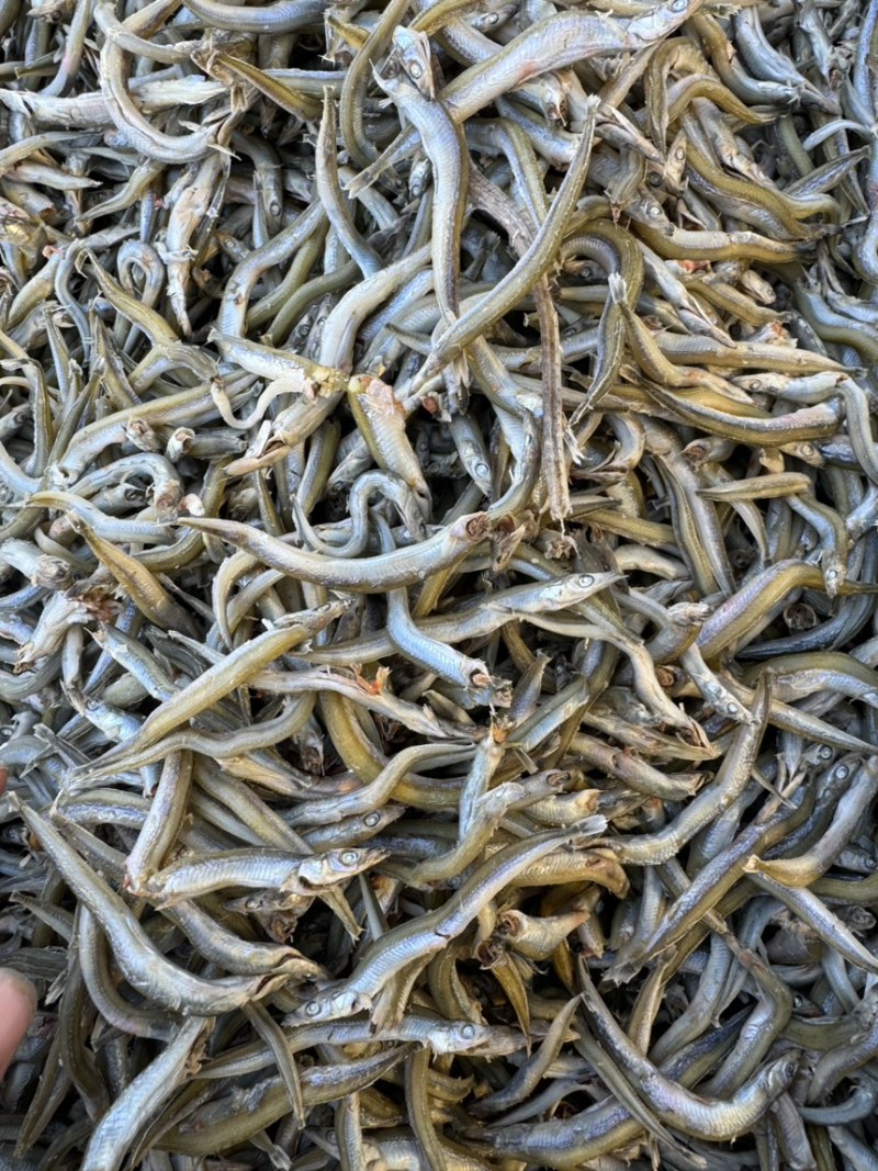 银针鱼，小条银针鱼