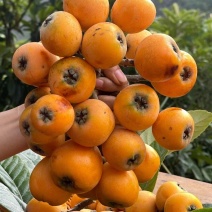 贵州兴义土枇杷