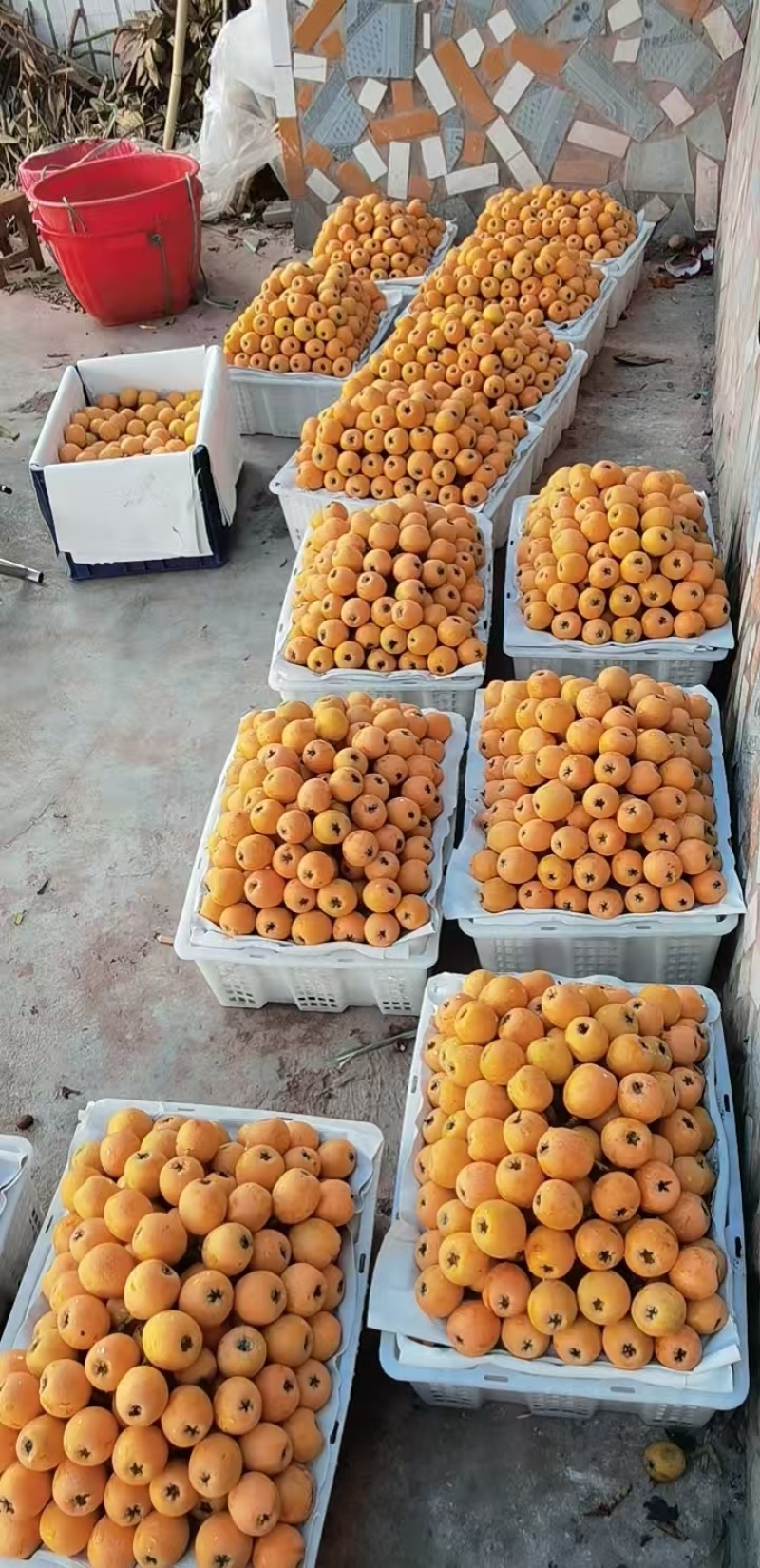 巴阳大五星枇杷