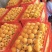 云阳巴阳枇杷