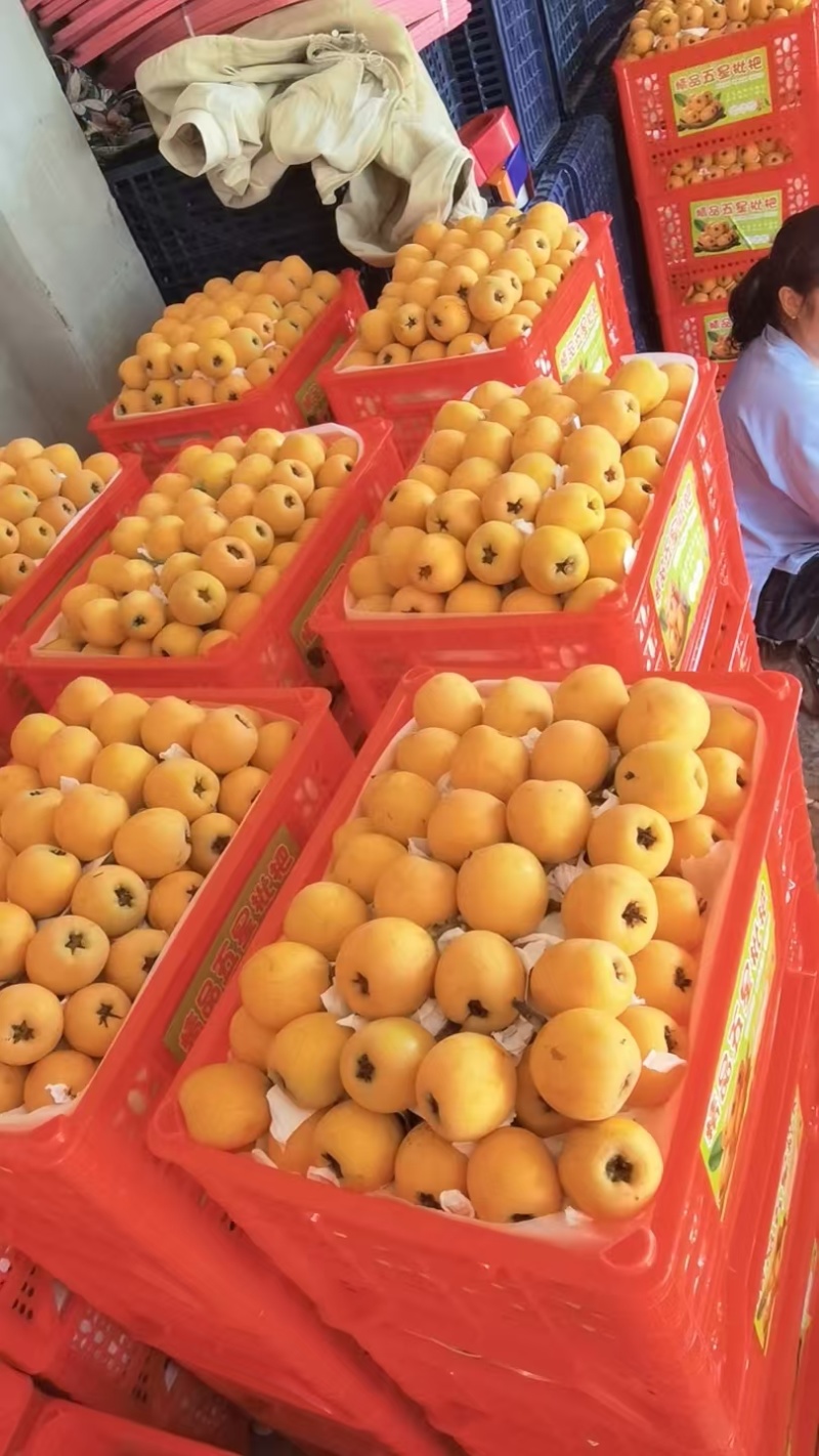 云阳巴阳枇杷