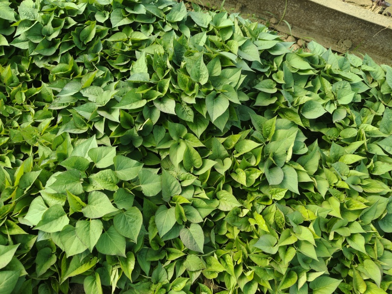 大棚红薯秧苗