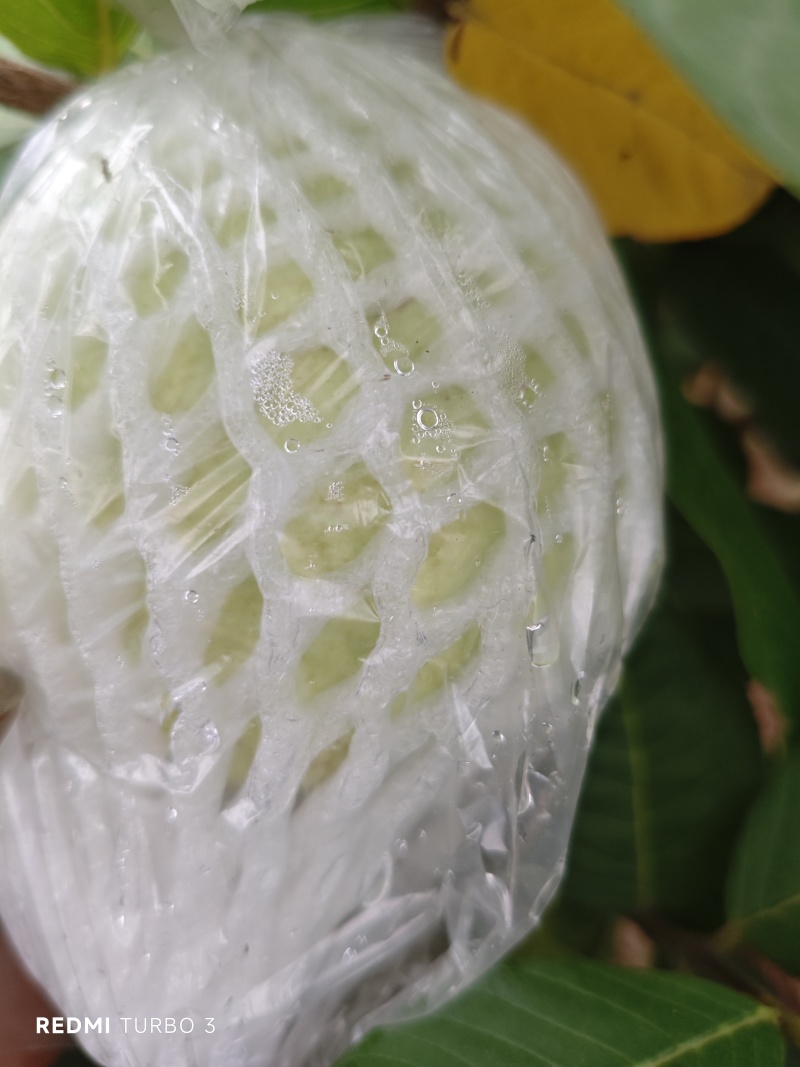 代收珍珠番石榴。