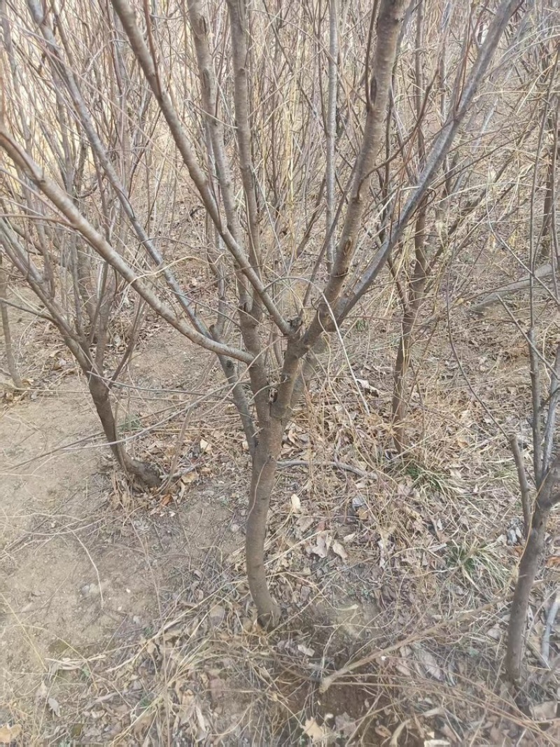榆叶梅