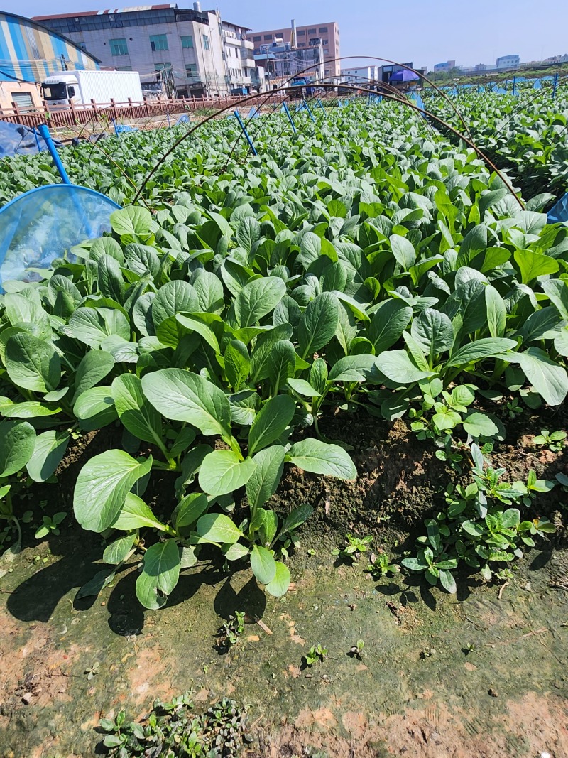 菜心，可以每天订购，在广州大罗村公交站旁，